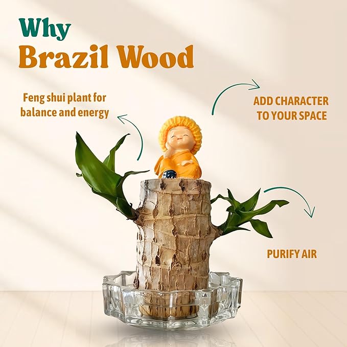 Brazilian Lucky Wood, Mini Home Plant Decorations