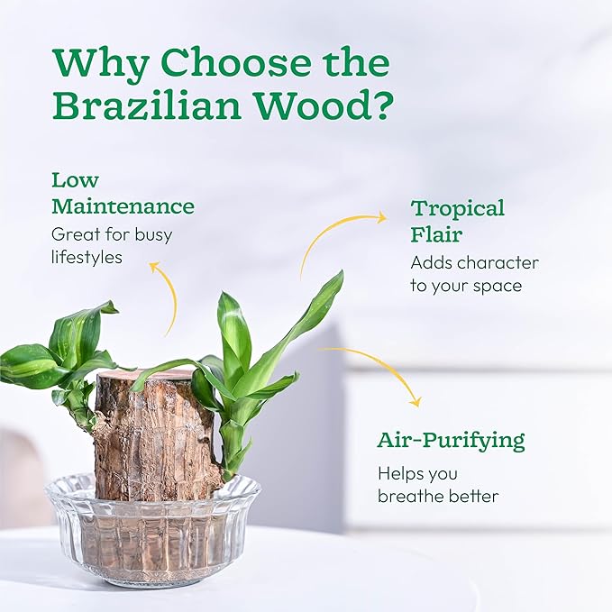Brazilian Lucky Wood, Mini Home Plant Decorations